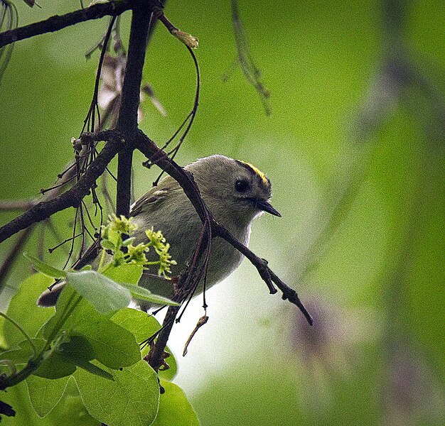 File:King goldcrest (26712706572).jpg