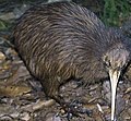 Apteryx australis