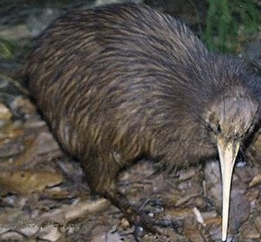 Kiwi austral — Wikipédia