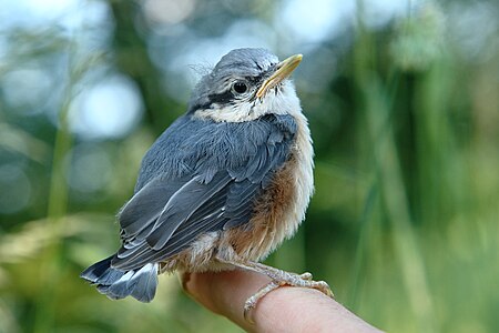 A young nuthatch ( Sitta europaea ): A short break before the second flight test.