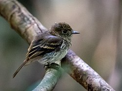 Knipolegus poecilocercus - Amazonian Black-Tyrant (female), Anavilhanas islands, , Novo Airão, Amazonas, Brazil.jpg