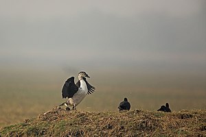 Knob-billed Duck, Bharatpur.jpg