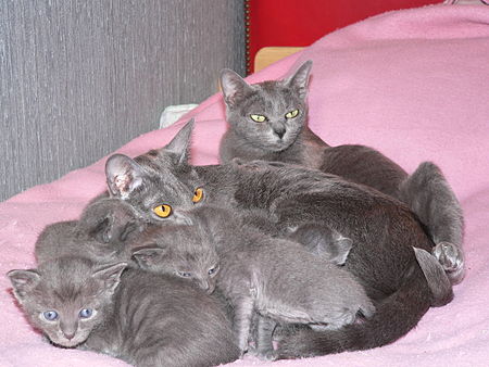 Korat Family.jpg