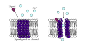 Thumbnail for Ligand-gated ion channel