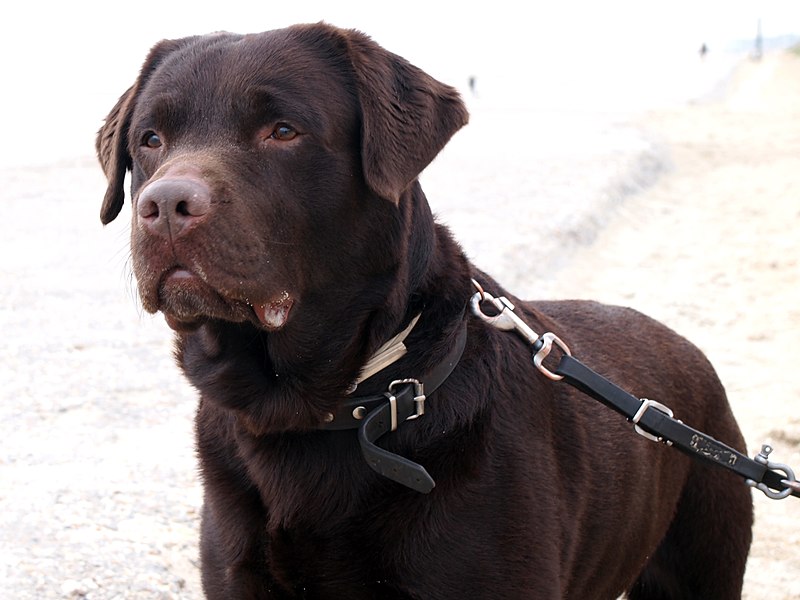 Labrador Retriever Chocolate Brown Portrait - Sam.jpg