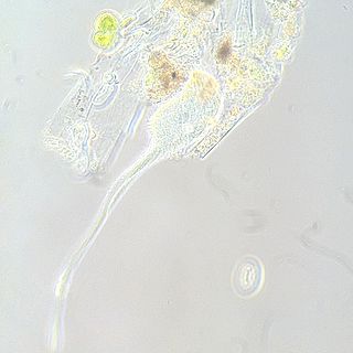 <i>Lacrymaria</i> (ciliate) Genus of single-celled organisms