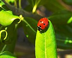 Coccinella septempunctata(Coccinellidae) Ladybird