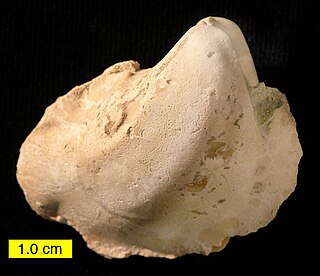 <i>Laevitrigonia</i> genus of molluscs (fossil)