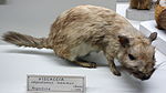 Lagostomus maximus - Museo Civico di Storia Naturale Giacomo Doria - Genoa, Italy - DSC02858.JPG