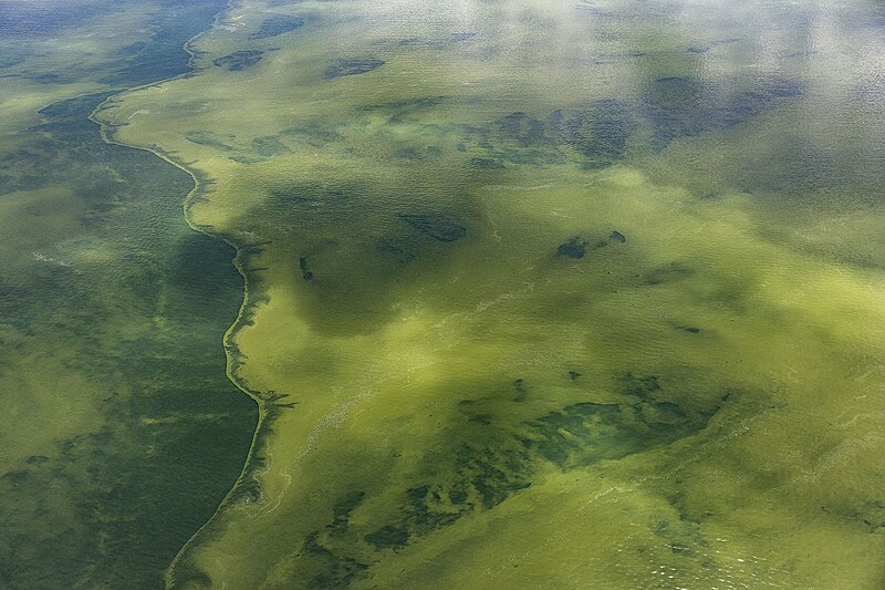 File:Lake Erie HABs Sept 2017 (36931731480).jpg