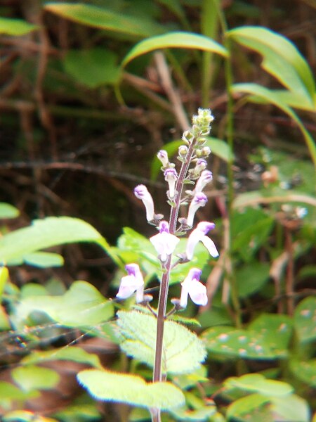 File:Lamiaceae plant.jpg