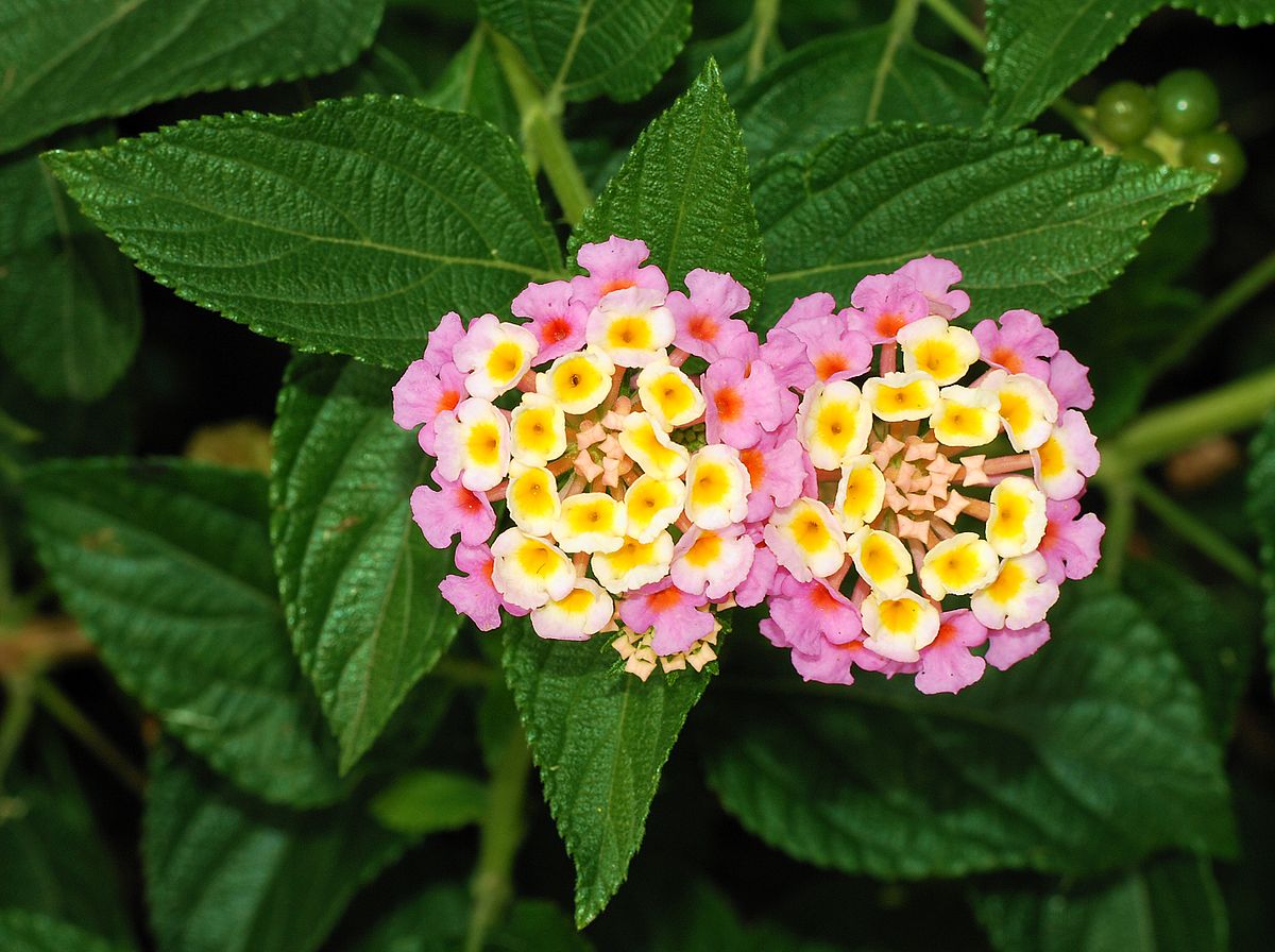 Lantana Flower - Lantana Flower Group Photograph by Michael Mcdonald : How to grow & care for lantana northern gardeners typically grow lantana as a seasonal annual.