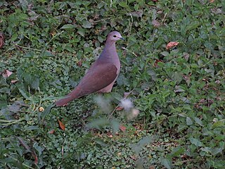 <span class="mw-page-title-main">Yungas dove</span> Species of bird