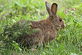 A living Lepus americanus, or snowshoe hare Lepus americanus 5459 cropped.jpg