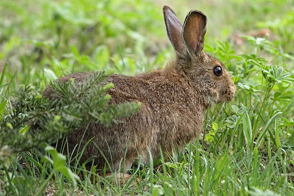 Image: Lepus americanus 5459 cropped