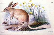 Haigh's Chocolates stopped making chocolate Easter bunnies, replacing them with Easter Bilbies as the culturally appropriate symbol of Easter in Australia Lesserbilby.jpg