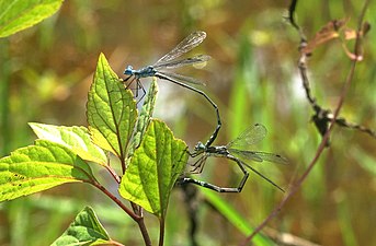 Lestes dorothea ovipositing pairs