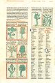 Verschiedene Pflanzen im Liber Floridus[10] (Kopie aus dem 15. Jahrhundert)