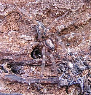 Liocranidae Family of spiders