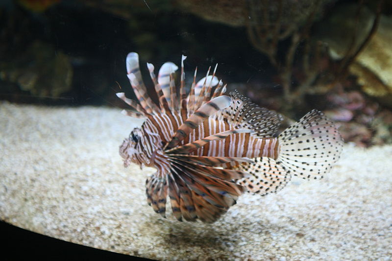 File:Lionfish (Pterois volitans) (2863773345).jpg