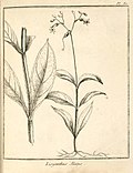 Lisyanthus alatus Aublet 1775 pl 80.jpg