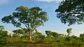 Livingstone, Zambia - panoramio (9).jpg