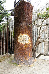 Tree used in The Lost Colony production with "CRO" carved into it Lost Colony Tree - Fort Raleigh National Historic Site - Stierch.jpg