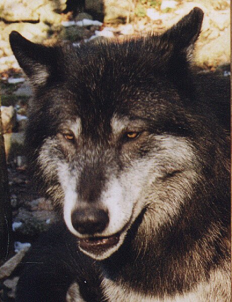 File:Loup du Canada (Canis lupus mackenzii) 6.jpg