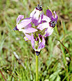 dodecatheon clevelandii (lowland shooting star)