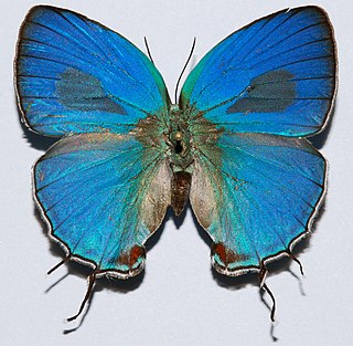<i>Evenus</i> (butterfly) Butterfly genus in family Lycaenidae
