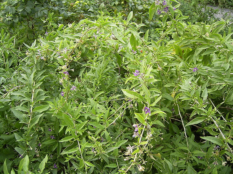 File:LyciumBarbarum-plant-hr.jpg