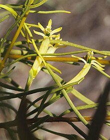 Lysiana murrayi flower.jpg