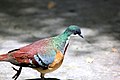 MINDANAO BLEEDING-HEART DOVE (7085269489).jpg