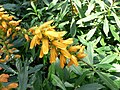 Isoplexis canariensis