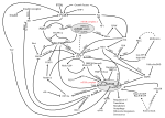 Thumbnail for PI3K/AKT/mTOR pathway