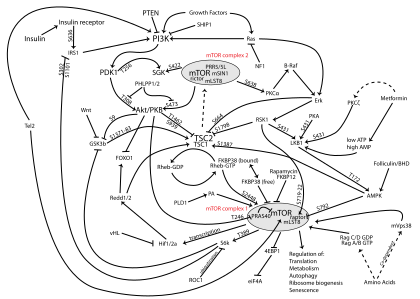 mTOR signaling pathway. MTOR-pathway-v1.7.svg