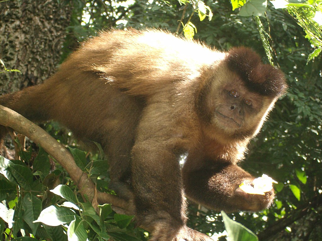 Fotos de Macaco prego marrom, Imagens de Macaco prego marrom sem royalties