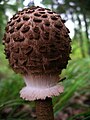 Chlorophyllum (rhacodes)