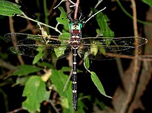 Illinois river cruiser (Macromia illinoiensis) Macromia illinoiensis.jpg