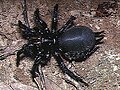 Thumbnail for Giant Japanese funnel-web spider