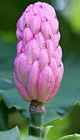 Magnolia Tripetala fruit.jpg