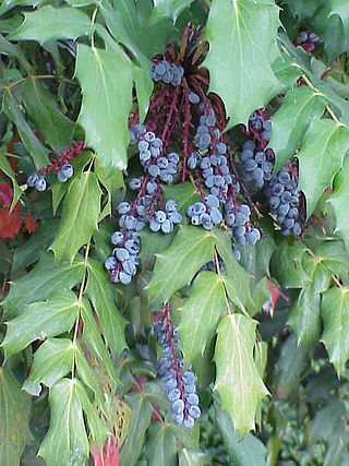 <i>Berberis bealei</i> Species of shrub