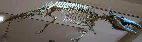 Maiacetus, a protocetid.