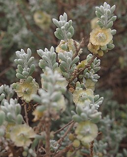 <i>Maireana astrotricha</i> Species of plant in the family Amaranthaceae