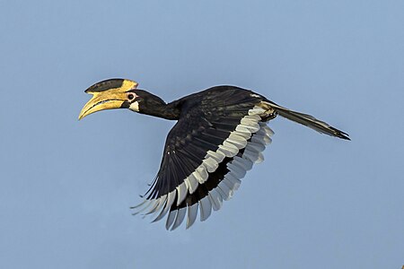 ♀ Anthracoceros coronatus (Malabar Pied Hornbill)