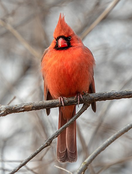 ไฟล์:Male northern cardinal in Central Park (52612).jpg