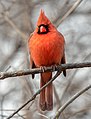 Image 37Male northern cardinal in Central Park