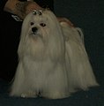 Maltese