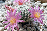 Mammillaria deherdtiana.jpg