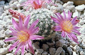 2.9.16 Mammillaria deherdtiana